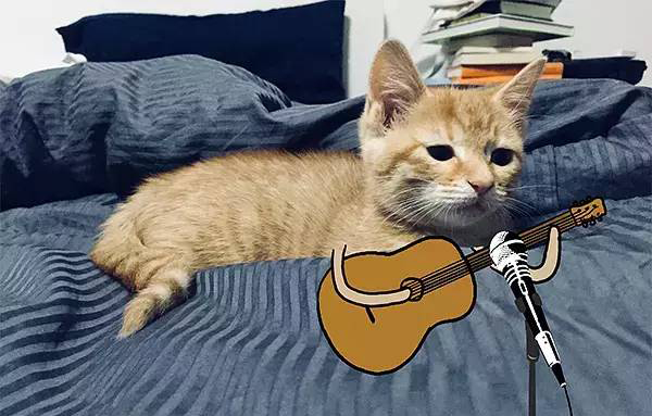 千万不要让我家猫看到这篇文！